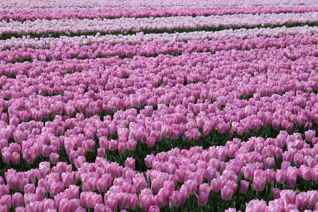 tulp tulpen tulipa natuur hdr tulpenbol liliaceae flora bloem bloemen voorjaar lente tulpenfestival keukenhof festival